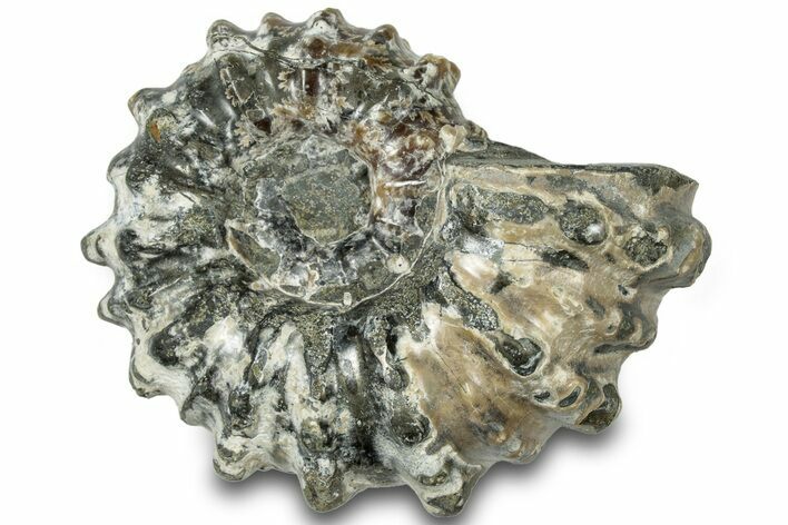 Bumpy Ammonite (Douvilleiceras) Fossil - Madagascar #308951